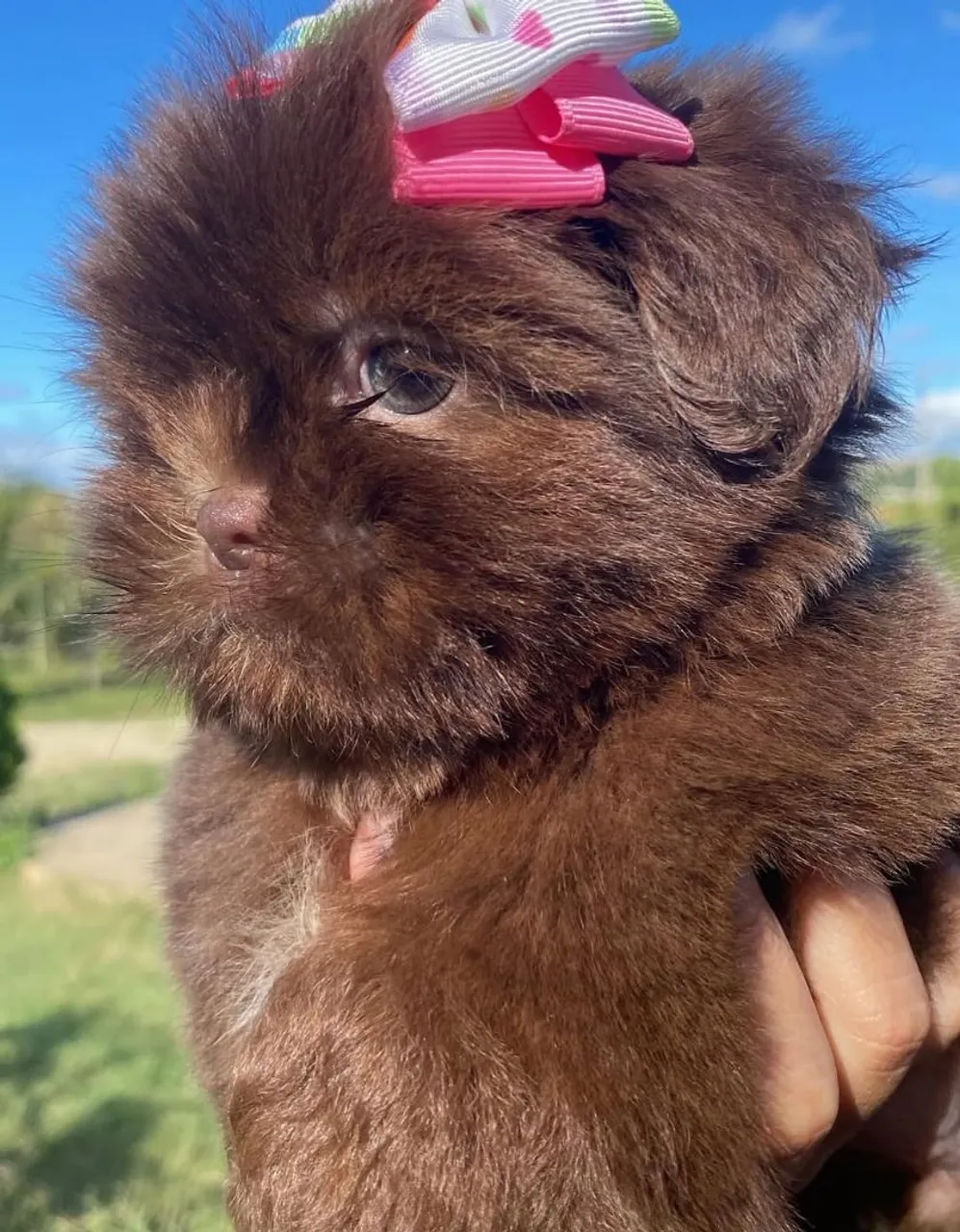 Filhote Shih Tzu