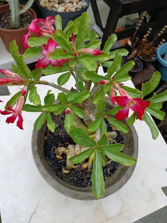 Adenium obesum - Rosa do Deserto 6 anos - Foto 4