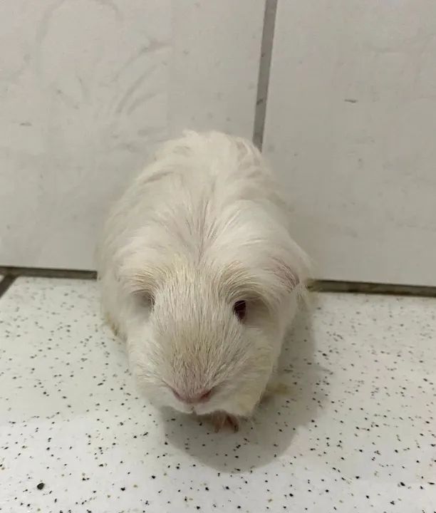 Porquinho da índia Coronet  - Foto 4