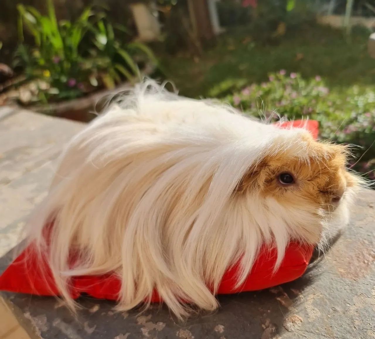 Porquinho da Índia Peruano pelo longo - Foto 4