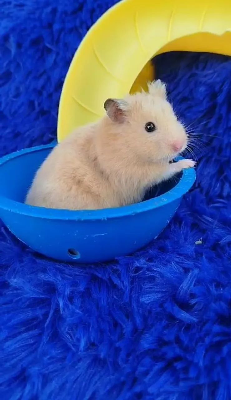 Varias cores de Hamster sírio (ZAP na descrição 