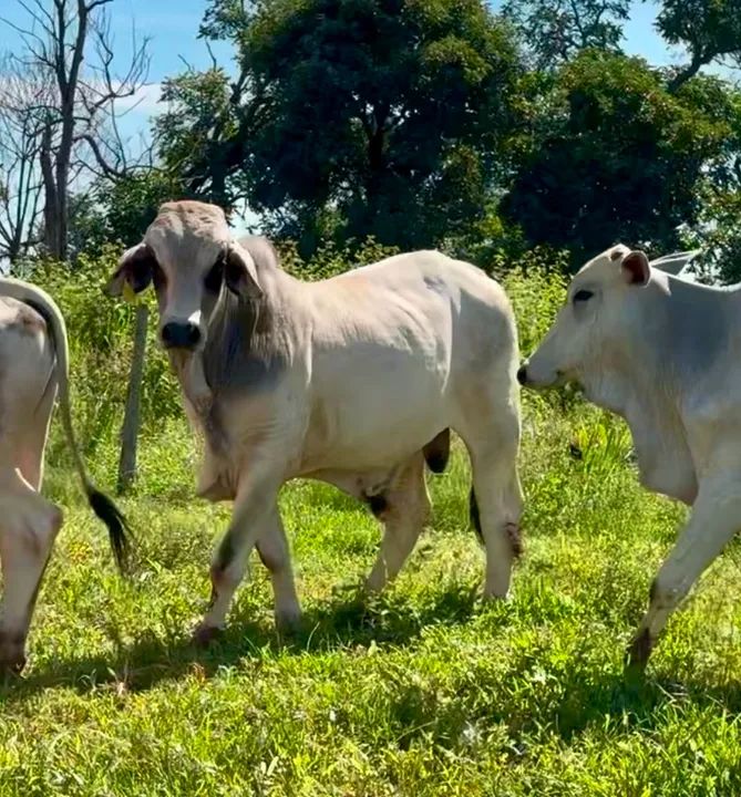 Touros Brahman  - Foto 2