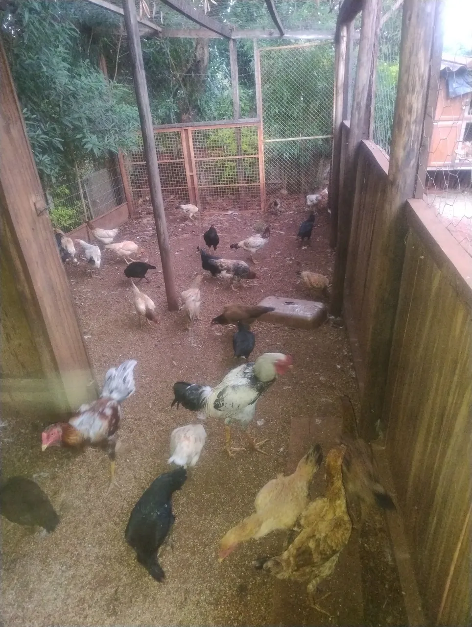 Frangos e Galinhas de Raça