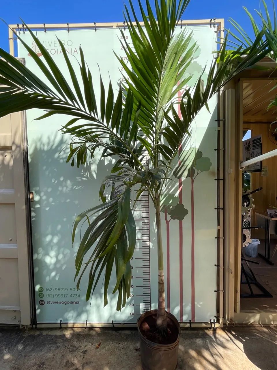 Palmeira Veitchia Merrillii - R$ 250,00 - Foto 3