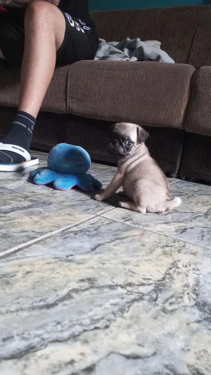 Filhote de Pug para venda - Foto 2