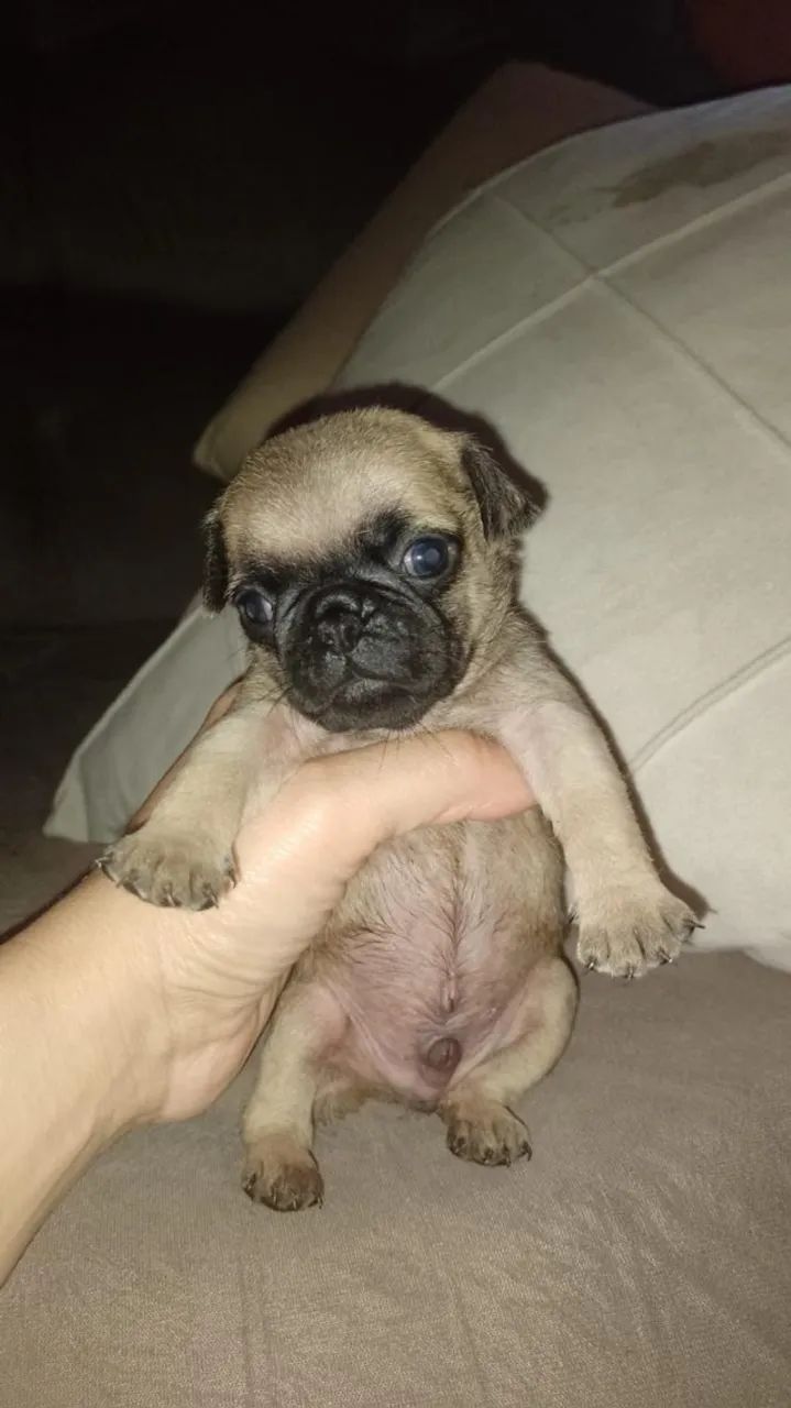 Filhotes de Pug | Raça Alegre e Divertida 