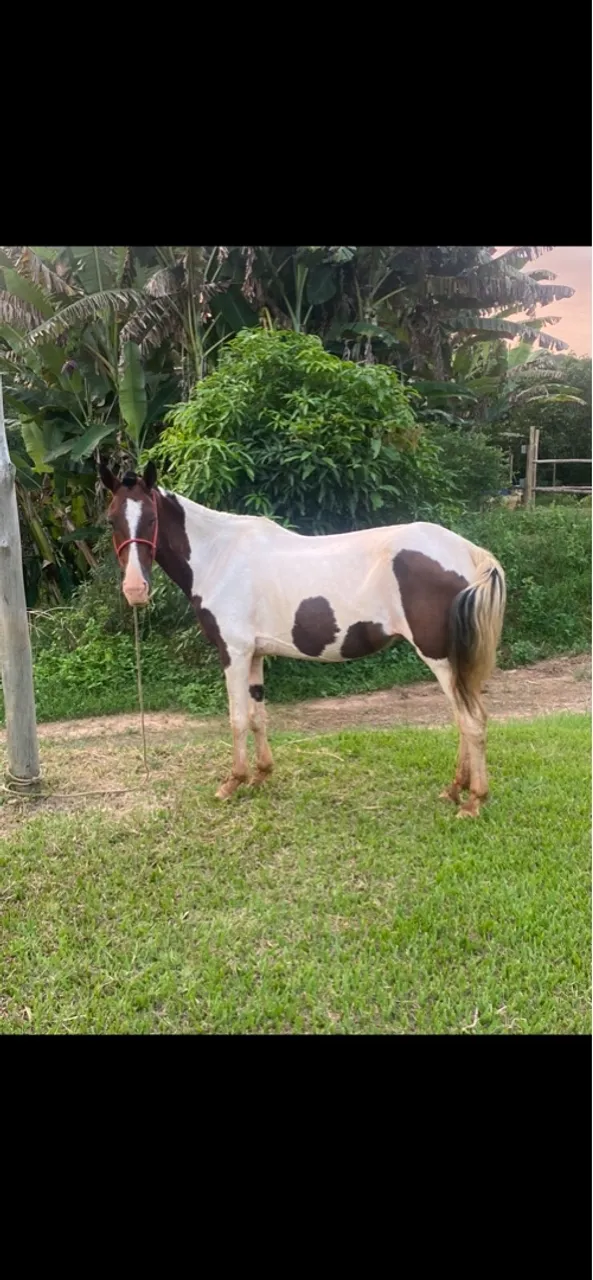 Égua comum mansa 6 anos e potra 18 meses. 