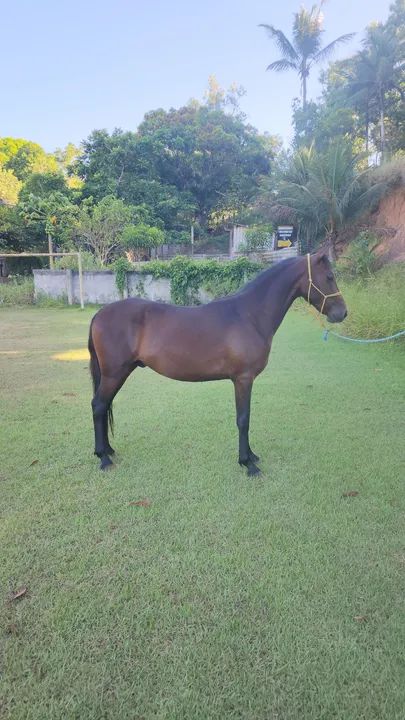 Potro mangalarga marchador filho do Comandante Elfar