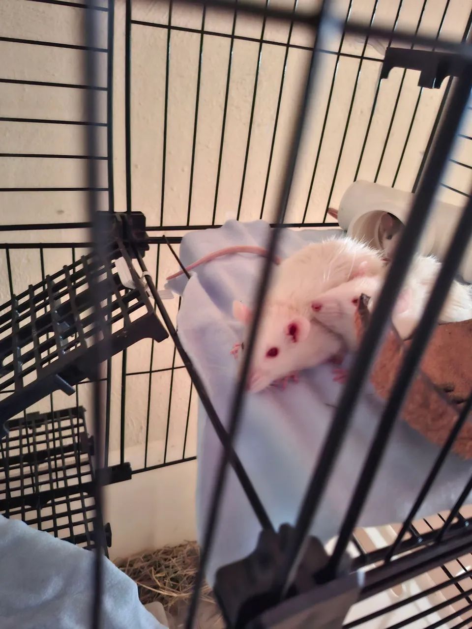 Rato Twister doação  - Foto 2