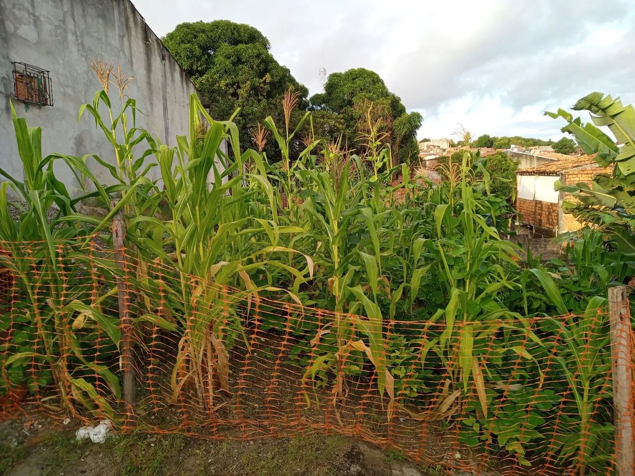 Terreno - Foto 3