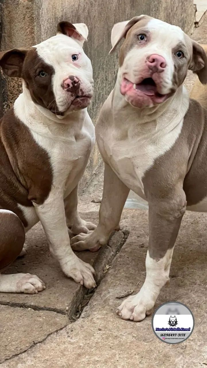 Filhote Macho Pit Monster Pedigree Cachorros Residencial Ville