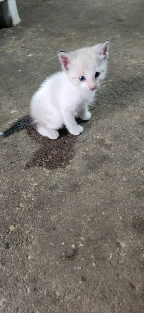 Doação de filhotes de gato.