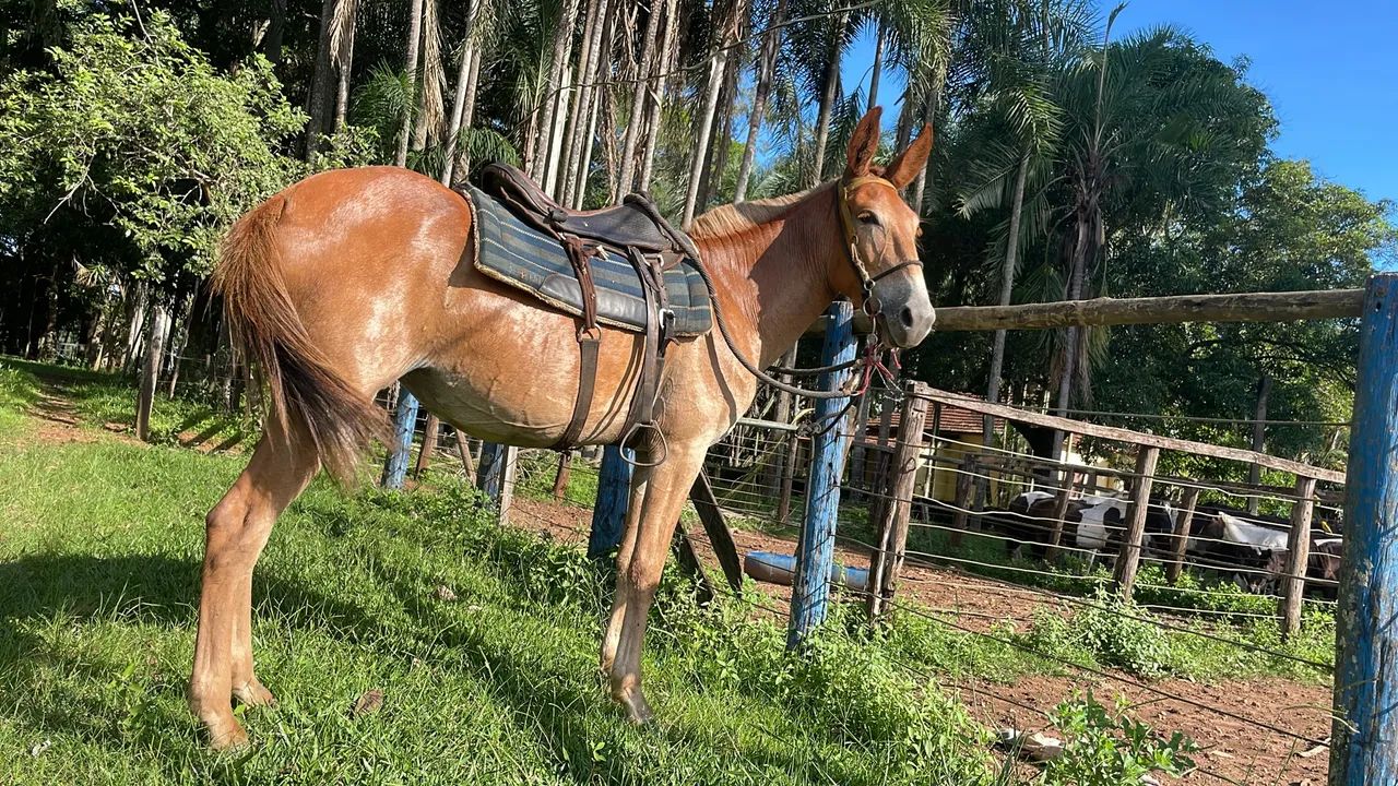 Mula de patrão  - Foto 2