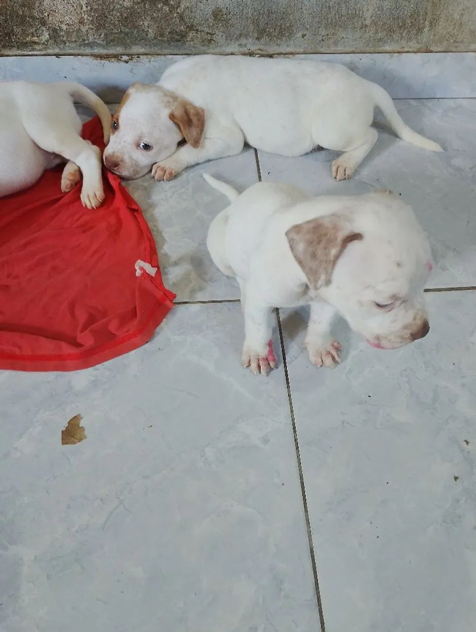 Filhotes de Pit Bull  - Foto 4