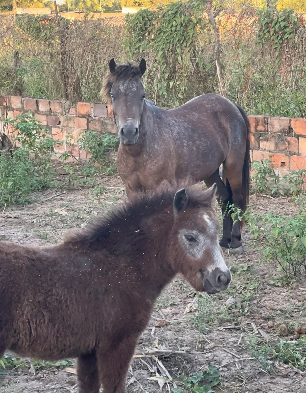 Pônei parida de fêmea com charrete nova - Foto 5