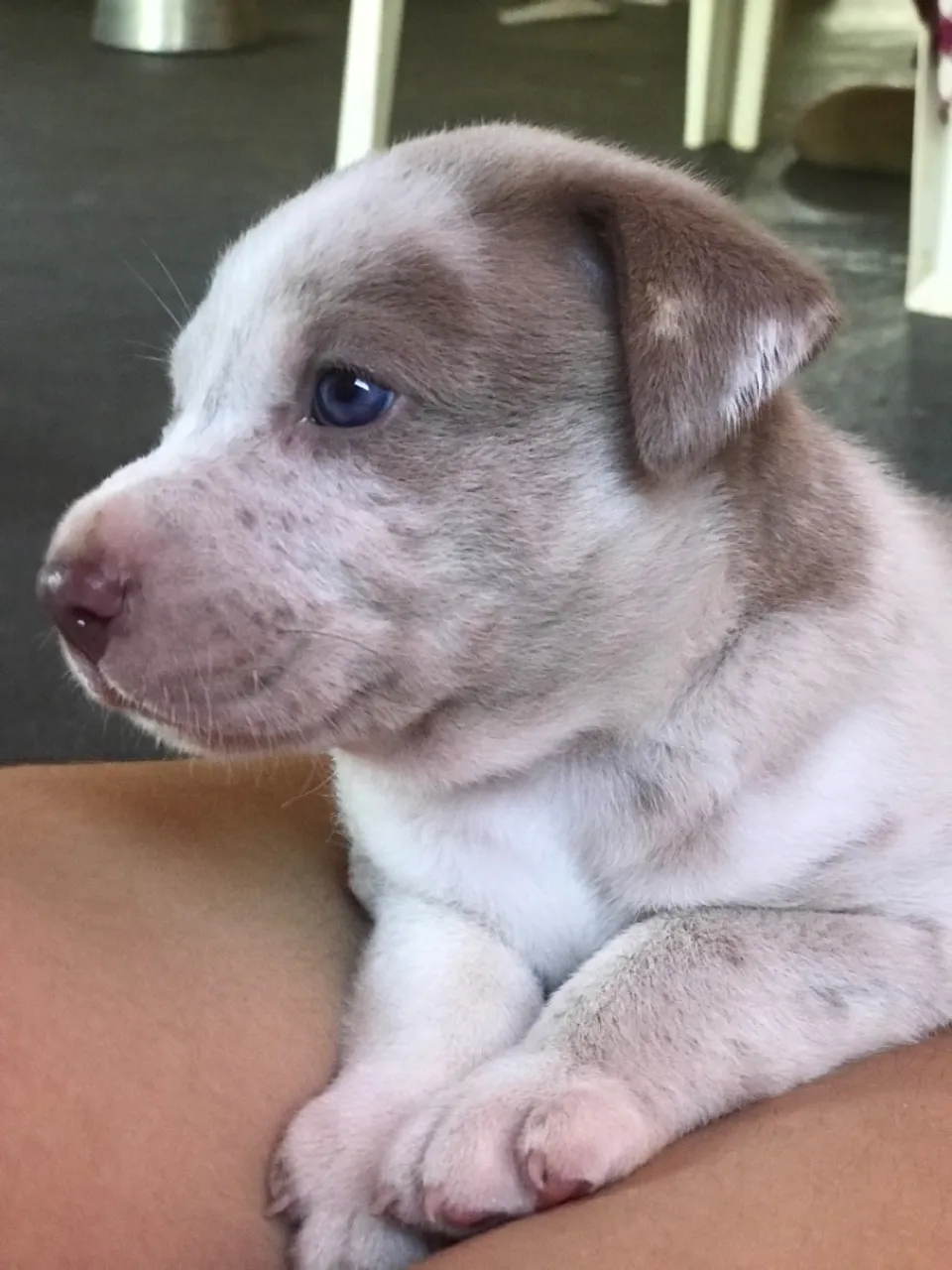 Filhote de Pitbull staffordshire