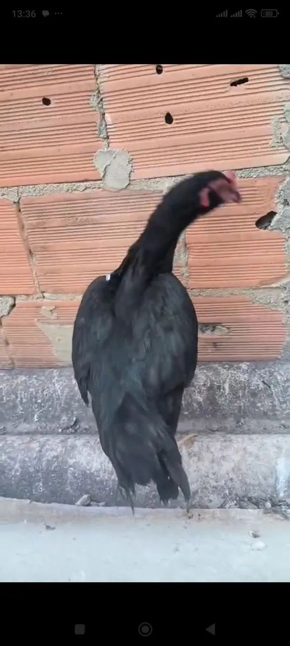 Galoe galinha  - Foto 3