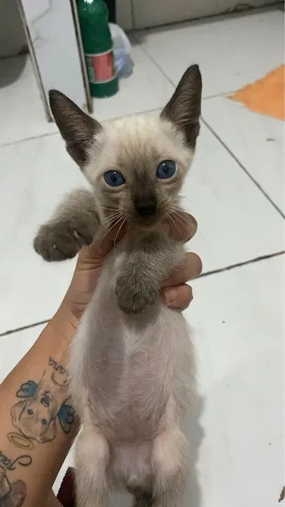 Gatinhos Siamês - Lindos e Carinhosos - Foto 6