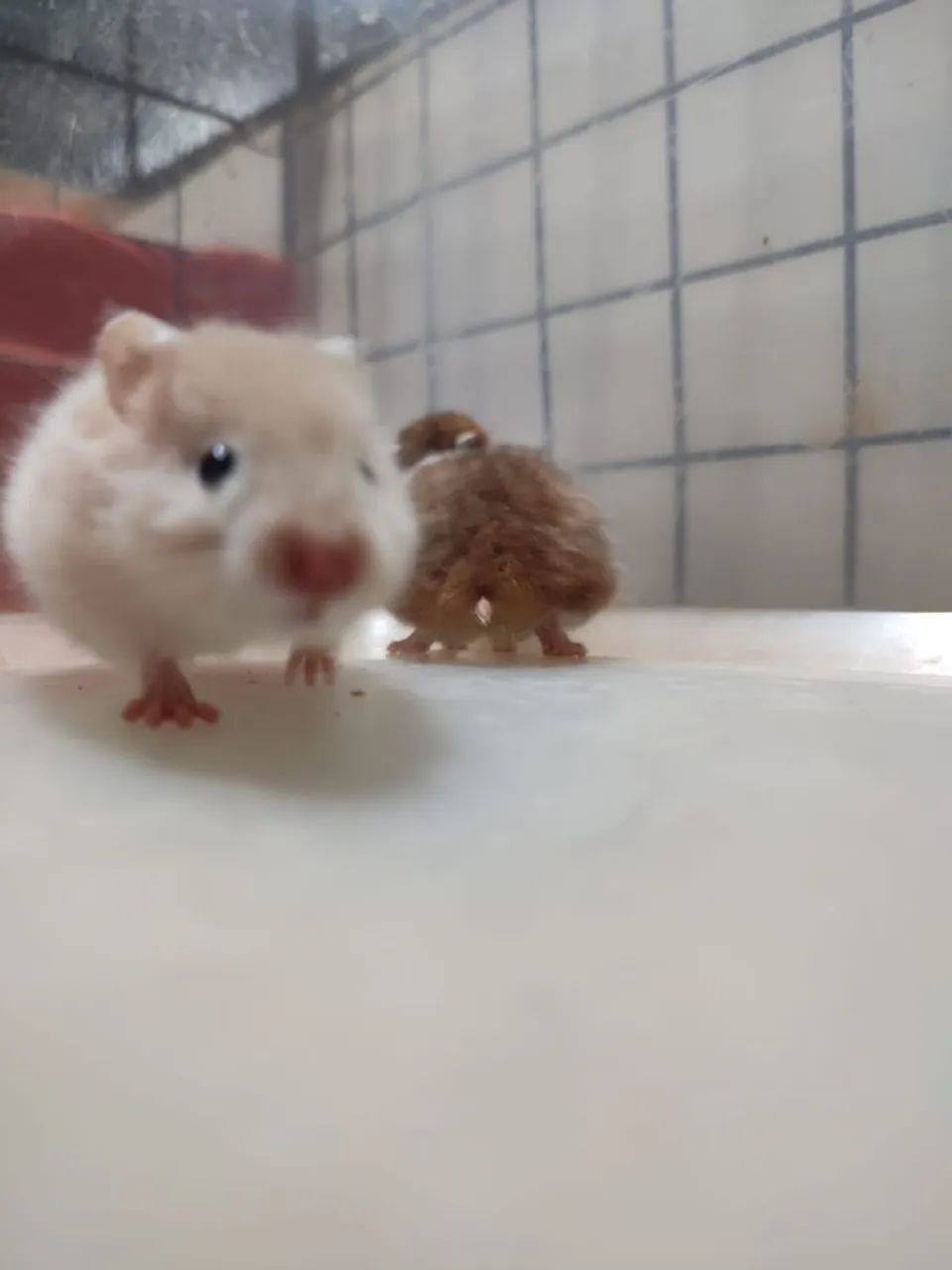 Criatório Roedores e Cia (hamster sírio e sírio angorá) - Foto 6