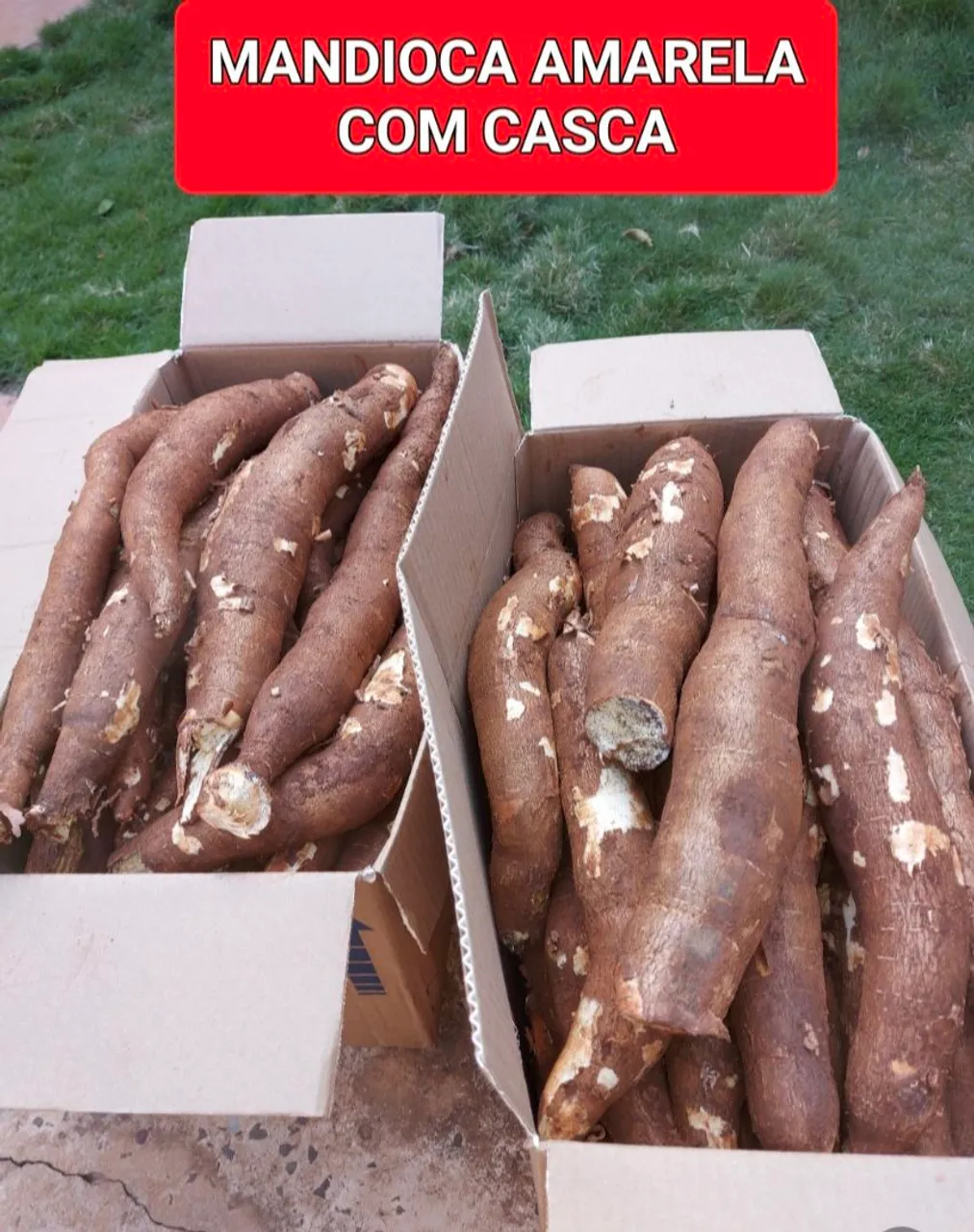MANDIOCA AMARELA POR CAIXA