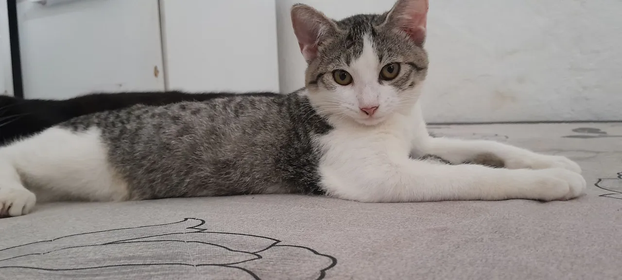 Gatinho Cinza e Branco para Adoção