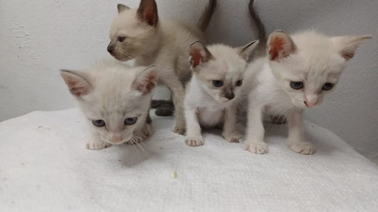 Adoção Gatinhos fofinhos para adoção
