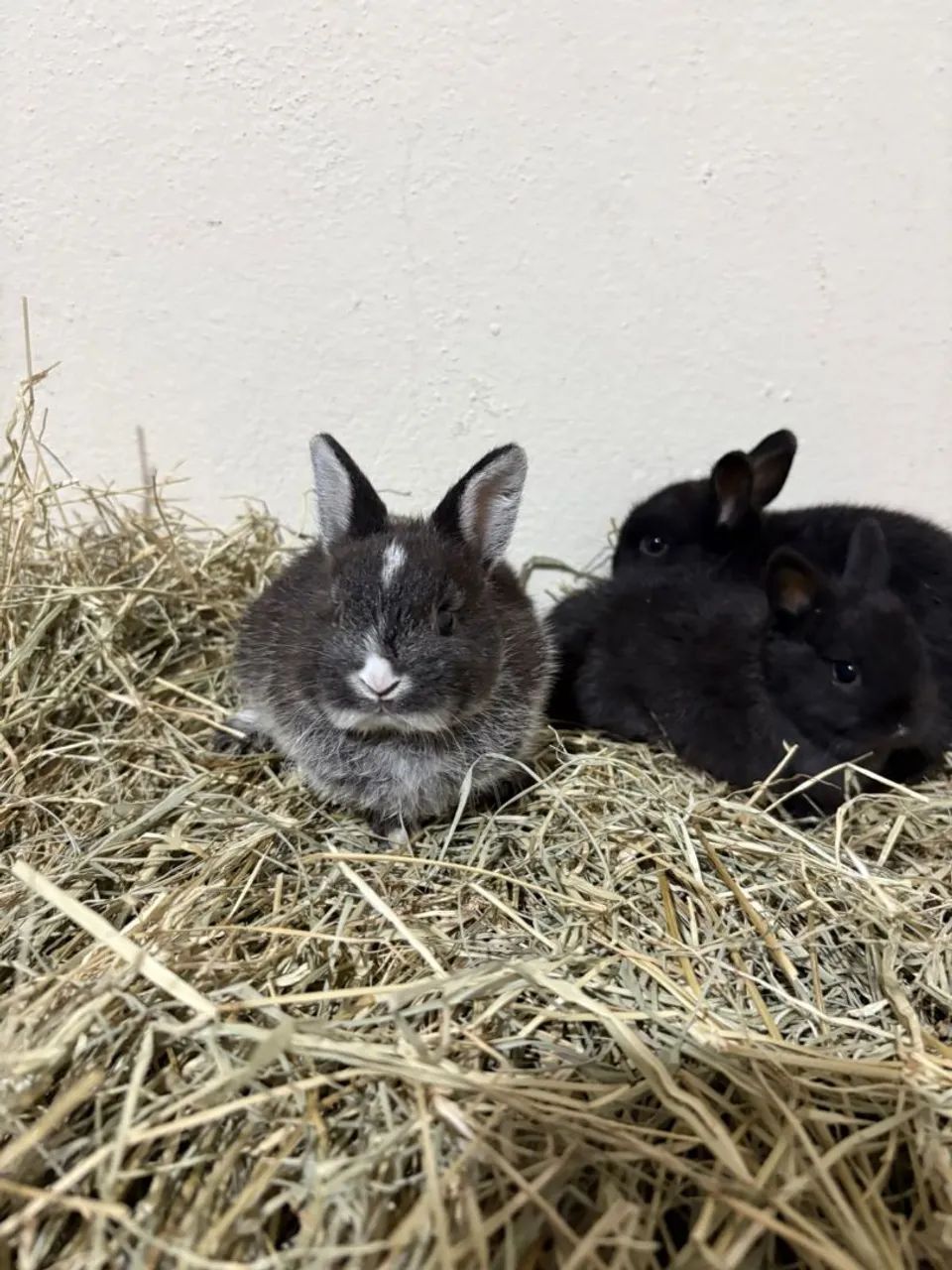 Vendo mini coelhos.  - Foto 4