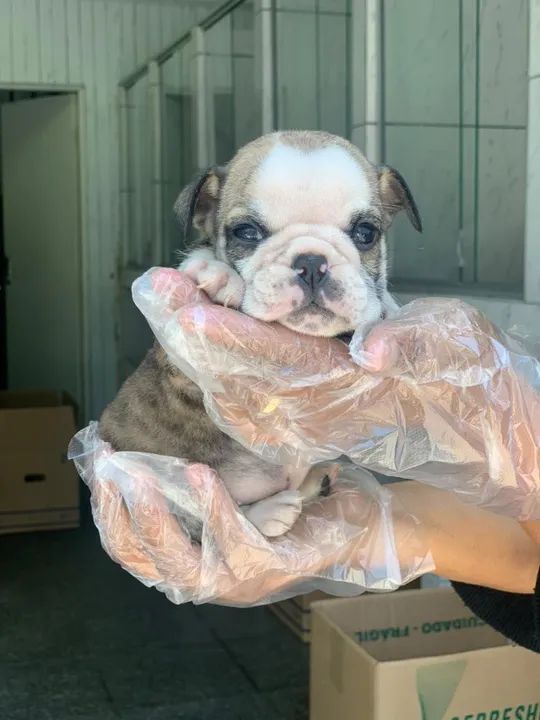 Bulldog Inglês são conhecidos por sua aparência fofinhas e varias dobrinhas - Foto 2