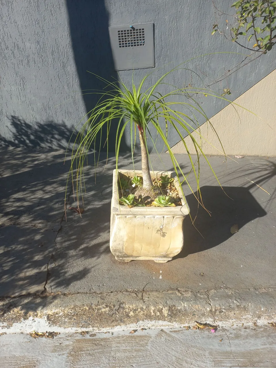 Planta em vaso para decoração