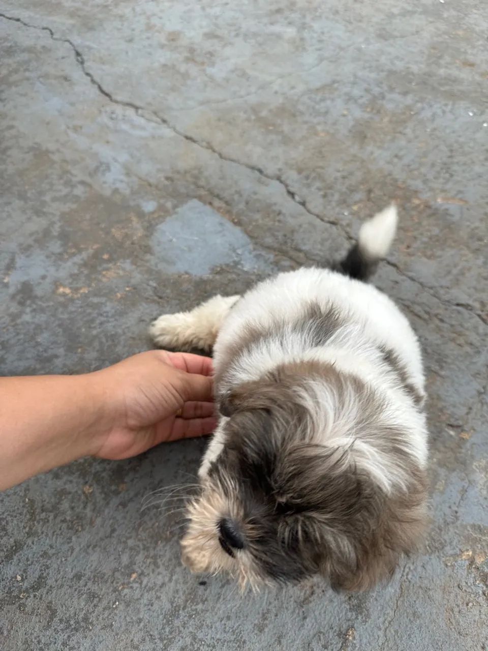 Filhotes Shih Tzu Macho - Foto 5