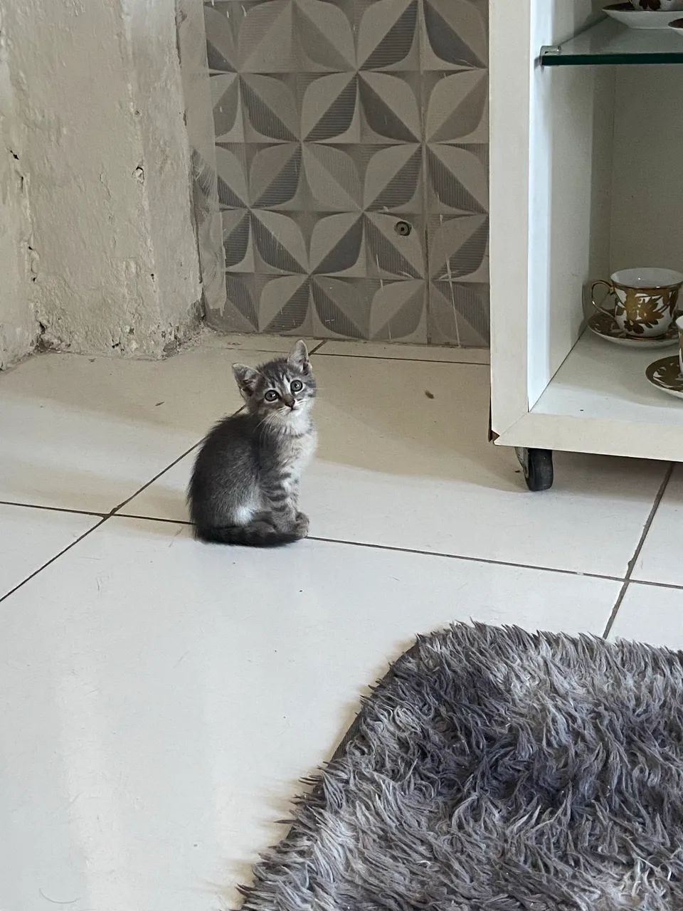 Gatinha - Foto 2
