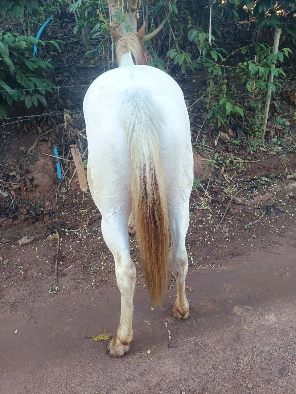 Cavalo