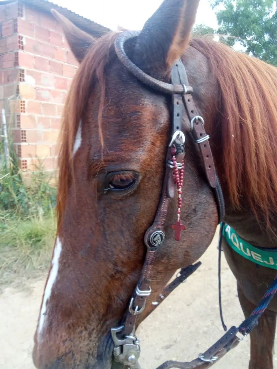 Cavalo mestiço  - Foto 3
