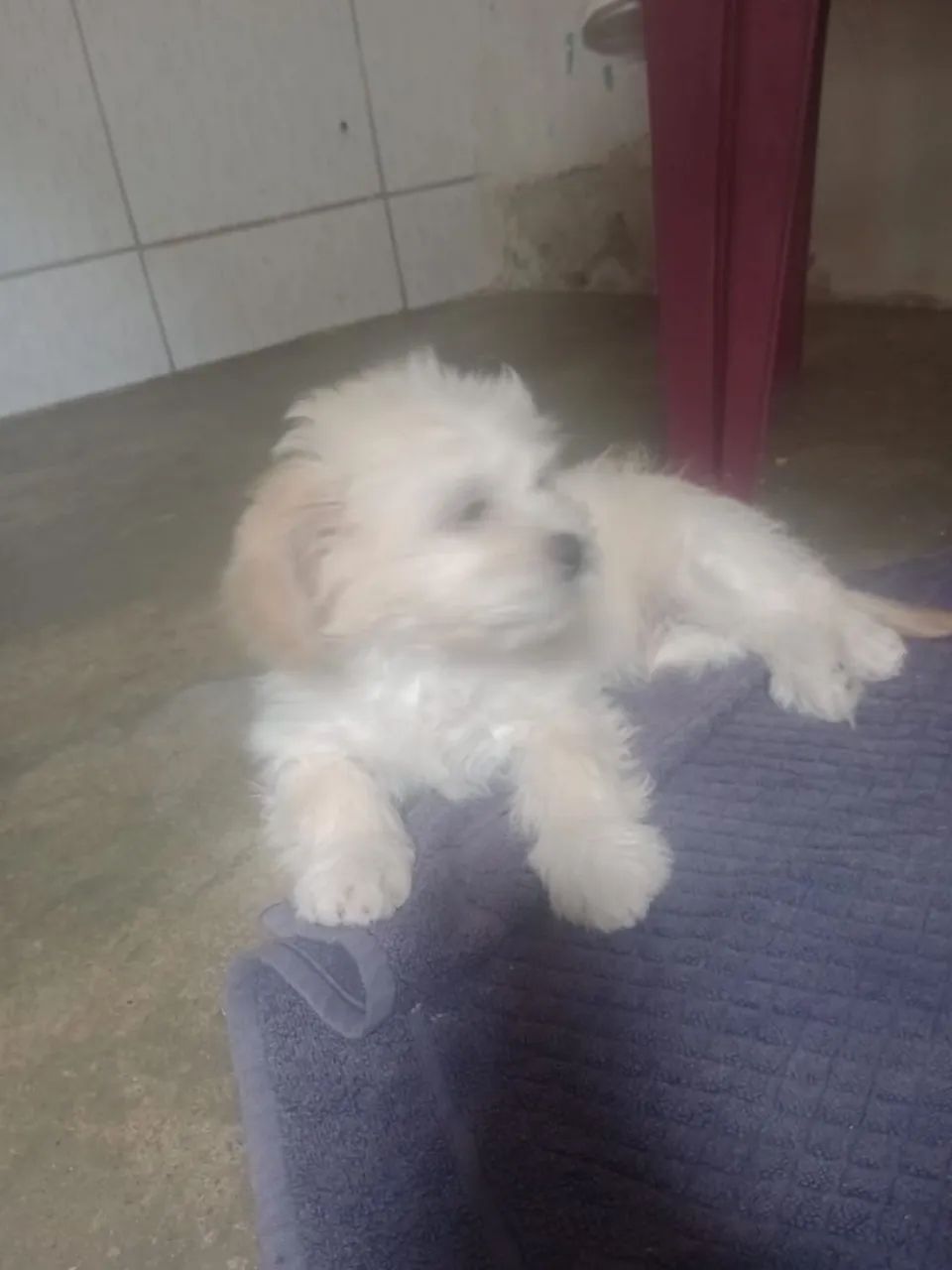 Poodle macho - Foto 3