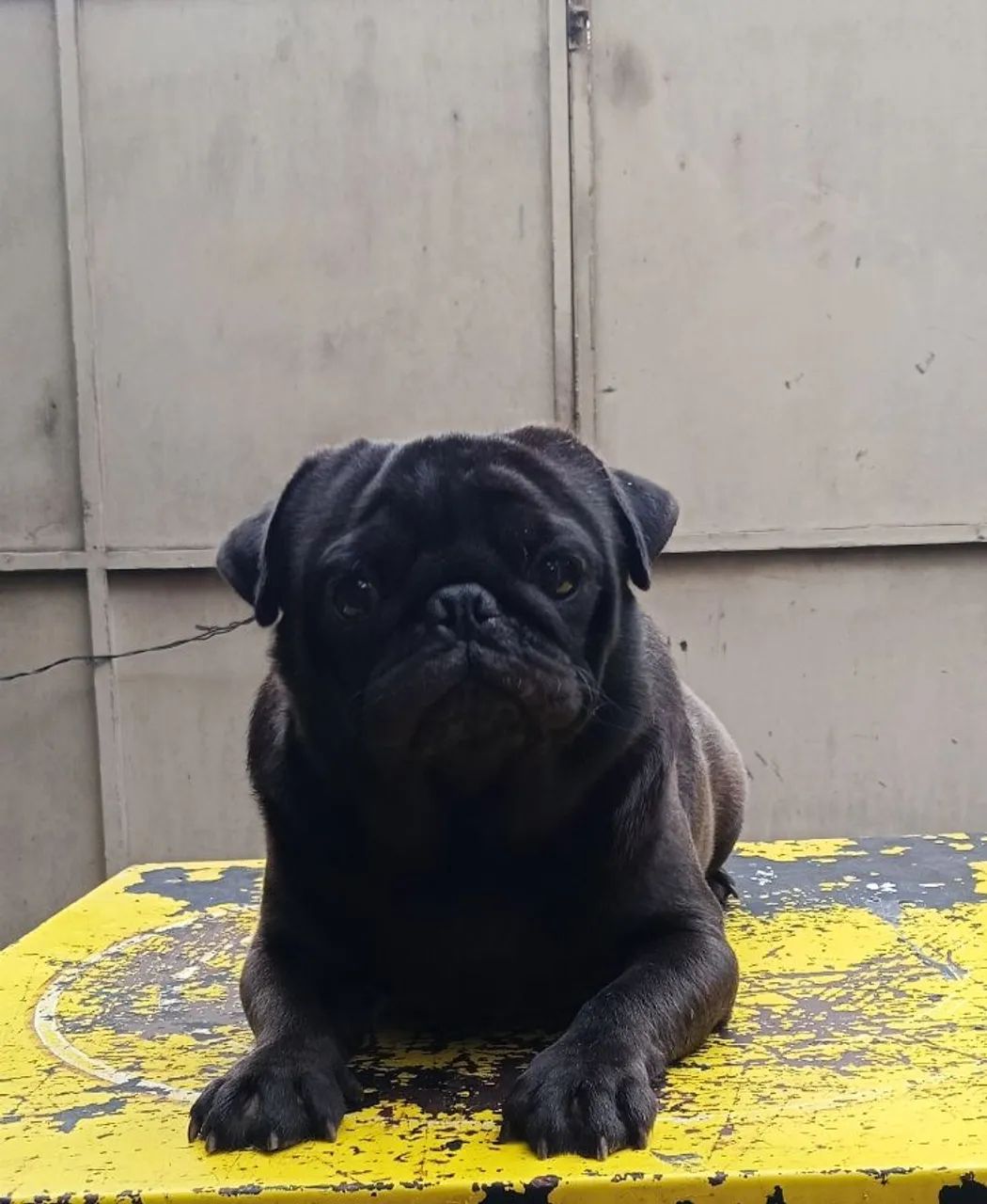 Pug MaCho  - Foto 3
