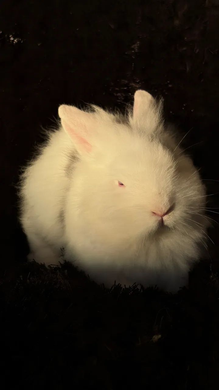Filhote de Coelho - Lionhead - Foto 2