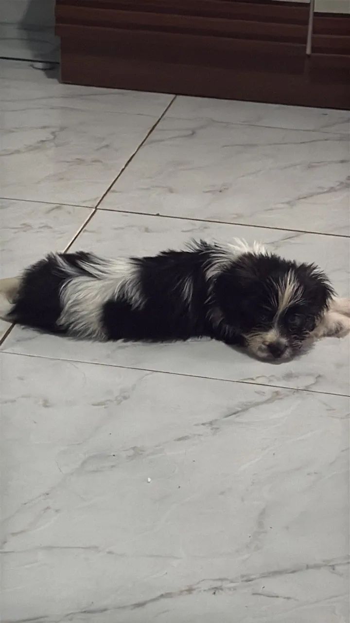 Vendo filhote shitzu 