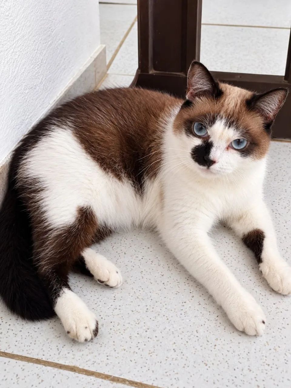 Gata mestiça sialata - Foto 2