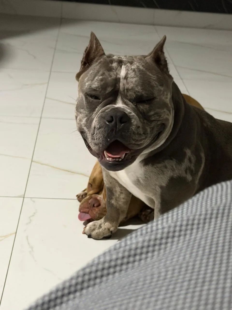 Cachorro - Foto 5