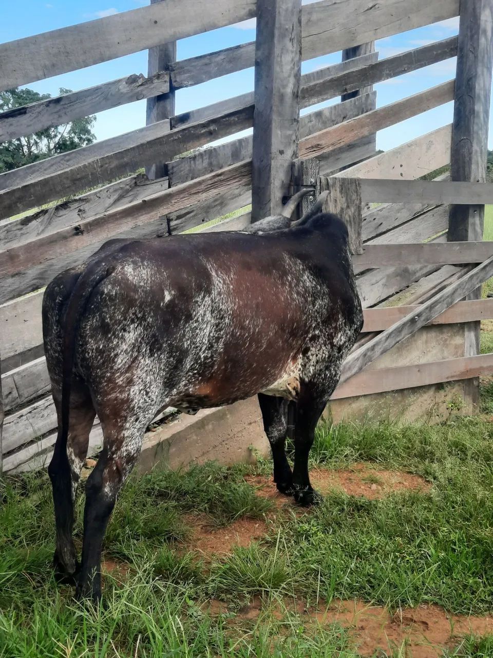 VACA GORDA - Foto 2