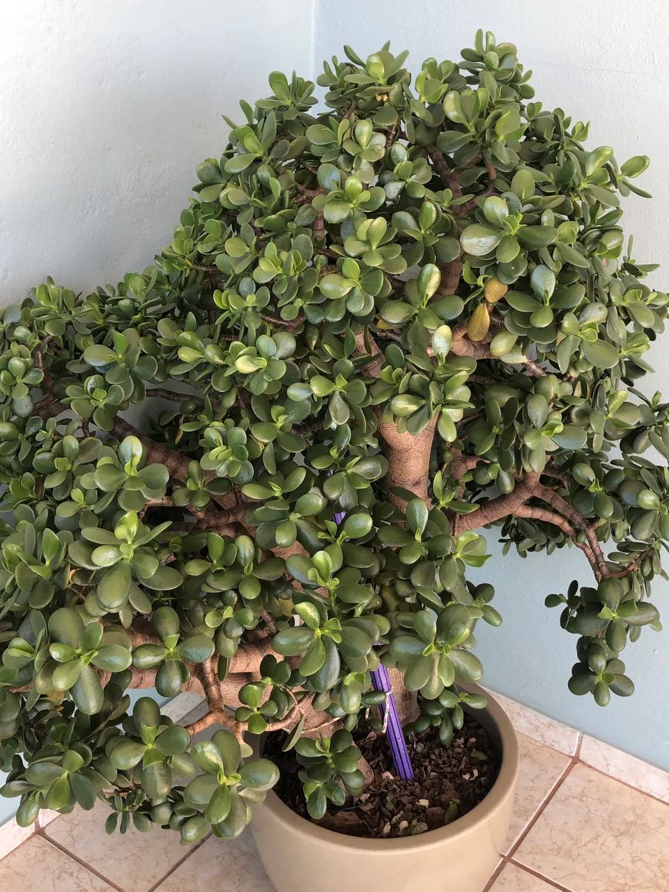 Planta Jade (2) - Foto 2