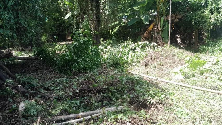 Roçagem e jardinagem - Foto 2