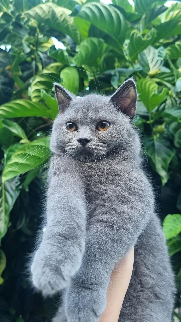 Vendo lindos filhotes de british shorthair. - Foto 2