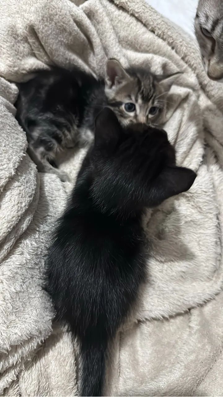 Gatinhos para adoção responsável  - Foto 2