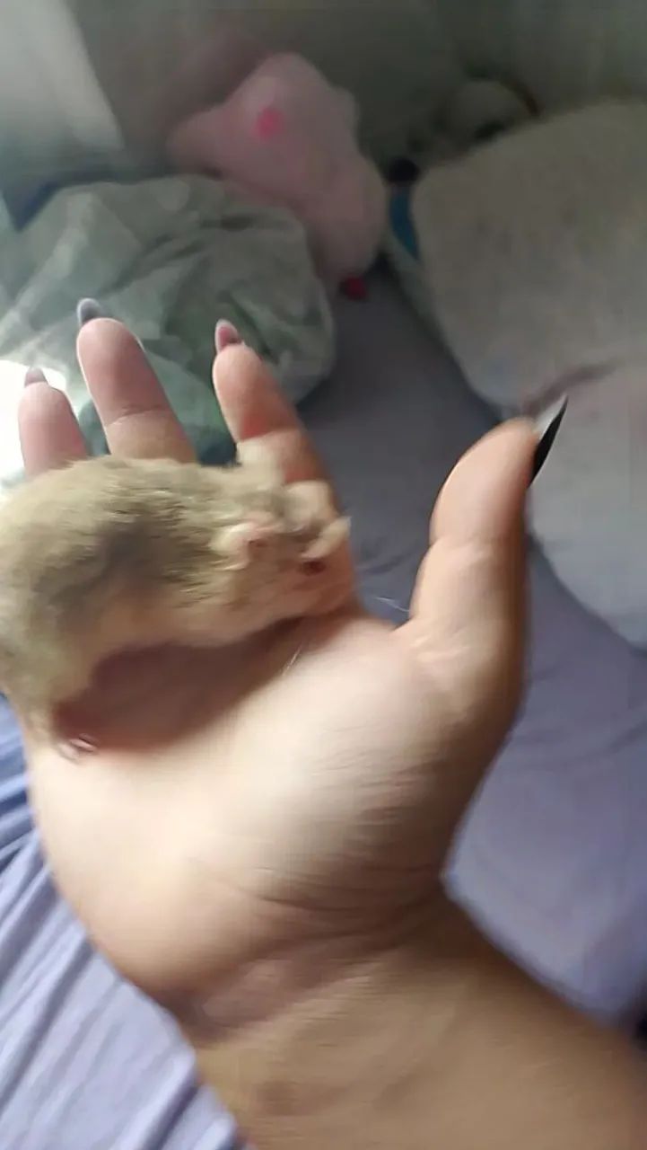 Hamsters machos  - Foto 3