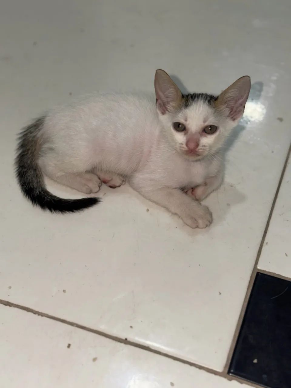 Gatos  - Foto 4