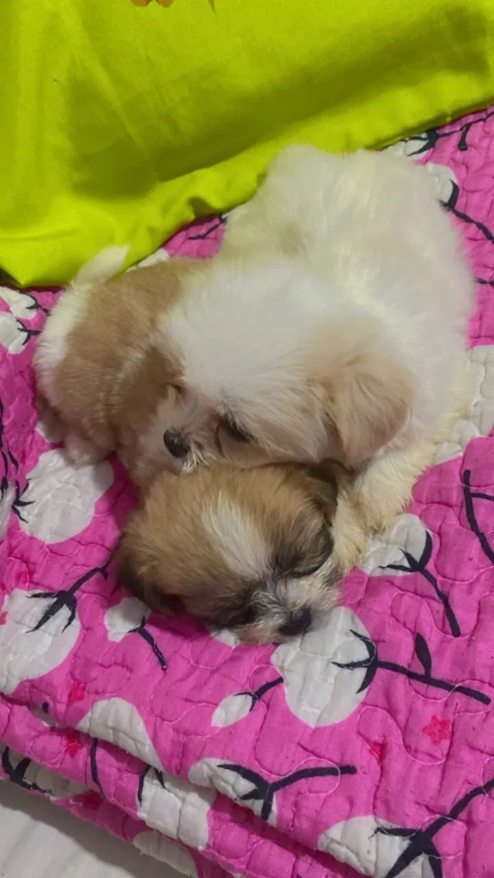 Filhote Shihtzu  - Foto 2