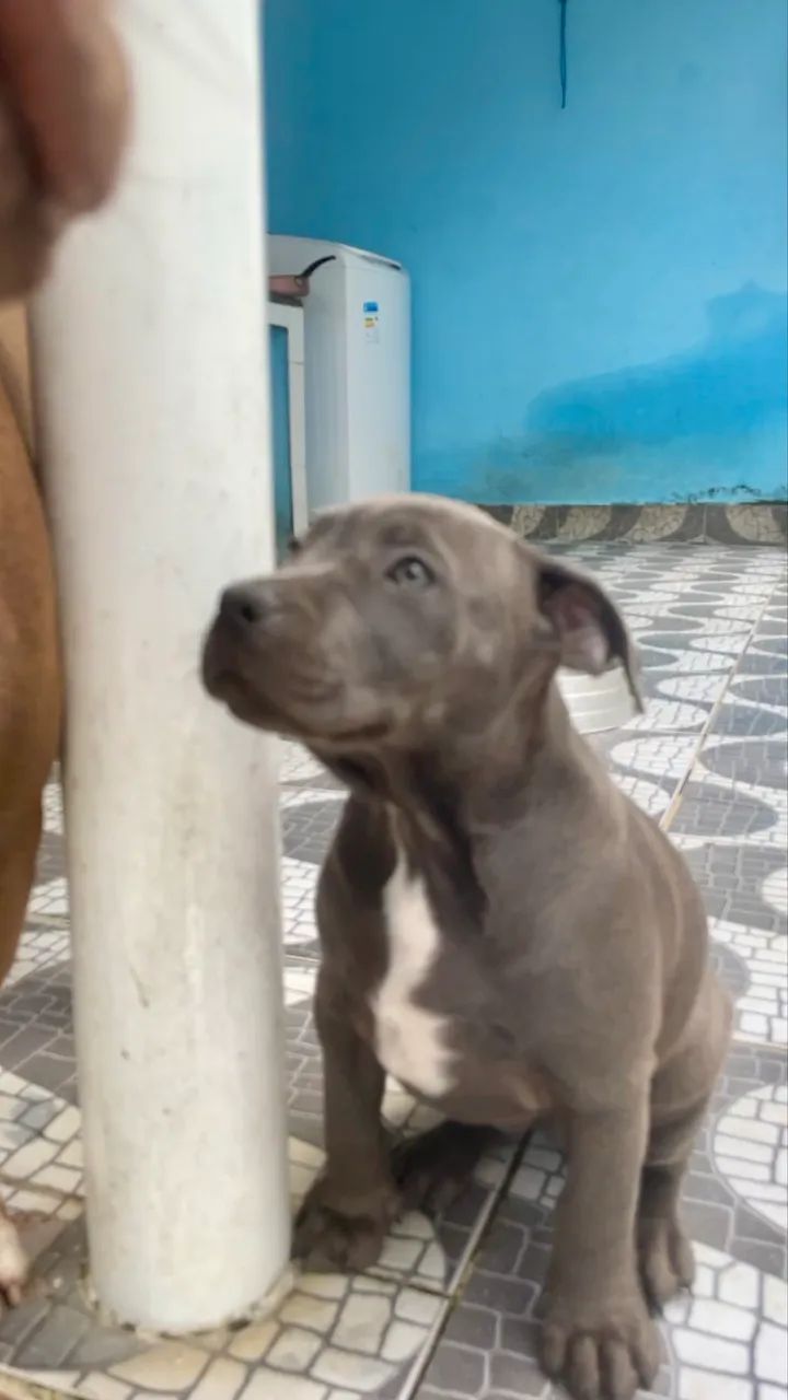 Fêmea de PIT BULL  - Foto 3
