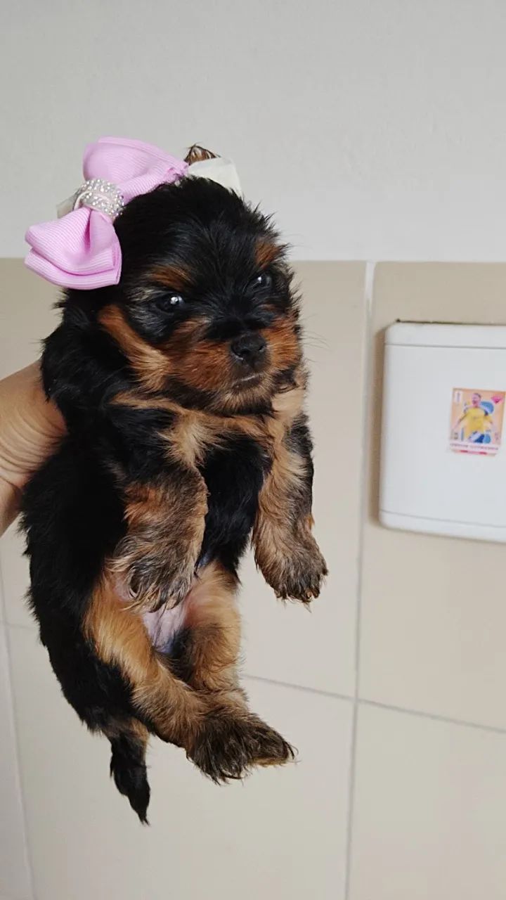 Pet love  - Foto 4
