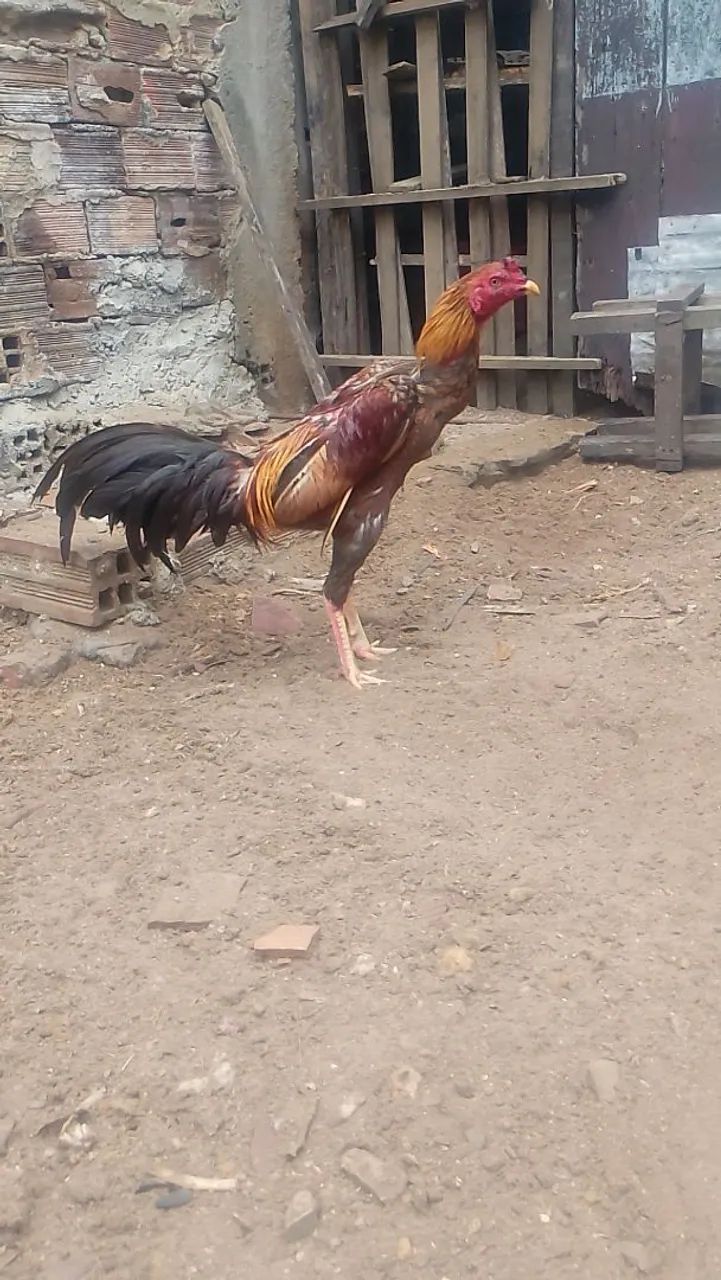 Frango de raça  - Foto 2